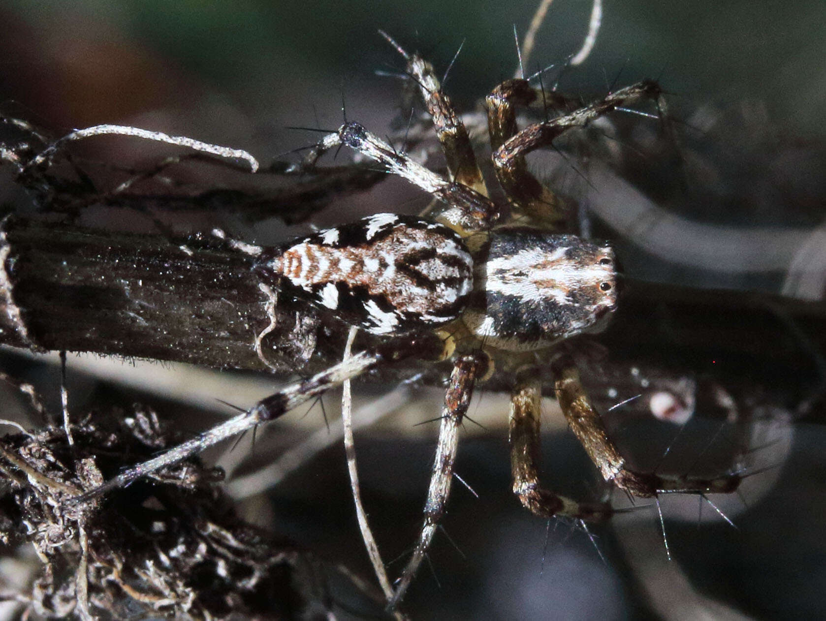 Image of Western Lynx Spider