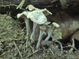 Image of Craterellus undulatus