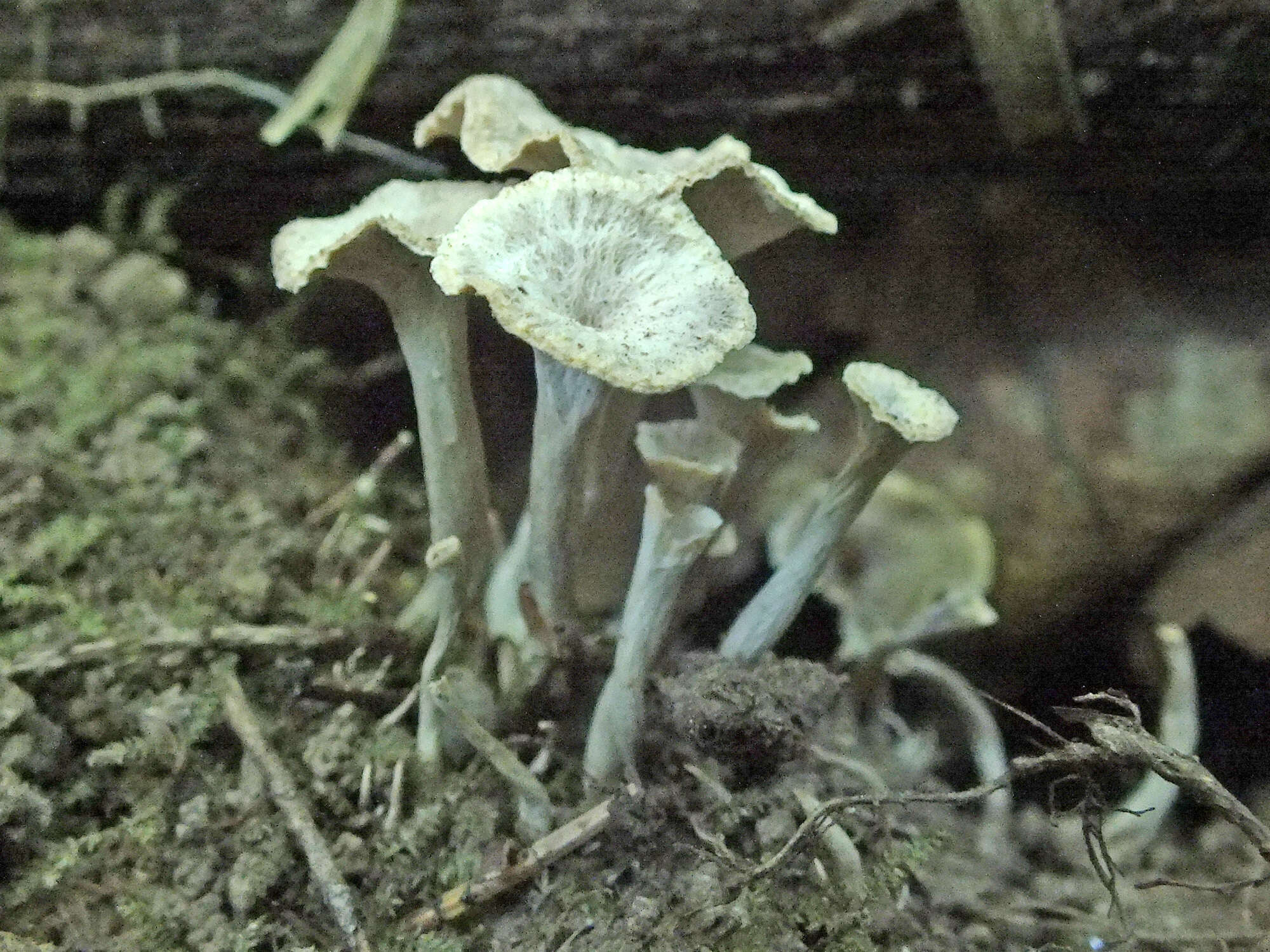 Plancia ëd Craterellus undulatus