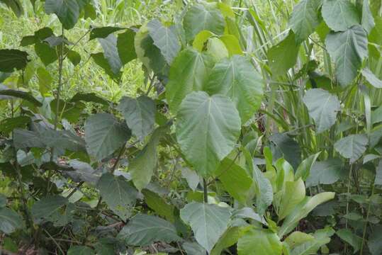 Image of Alchornea cordifolia (Schumach. & Thonn.) Müll. Arg.