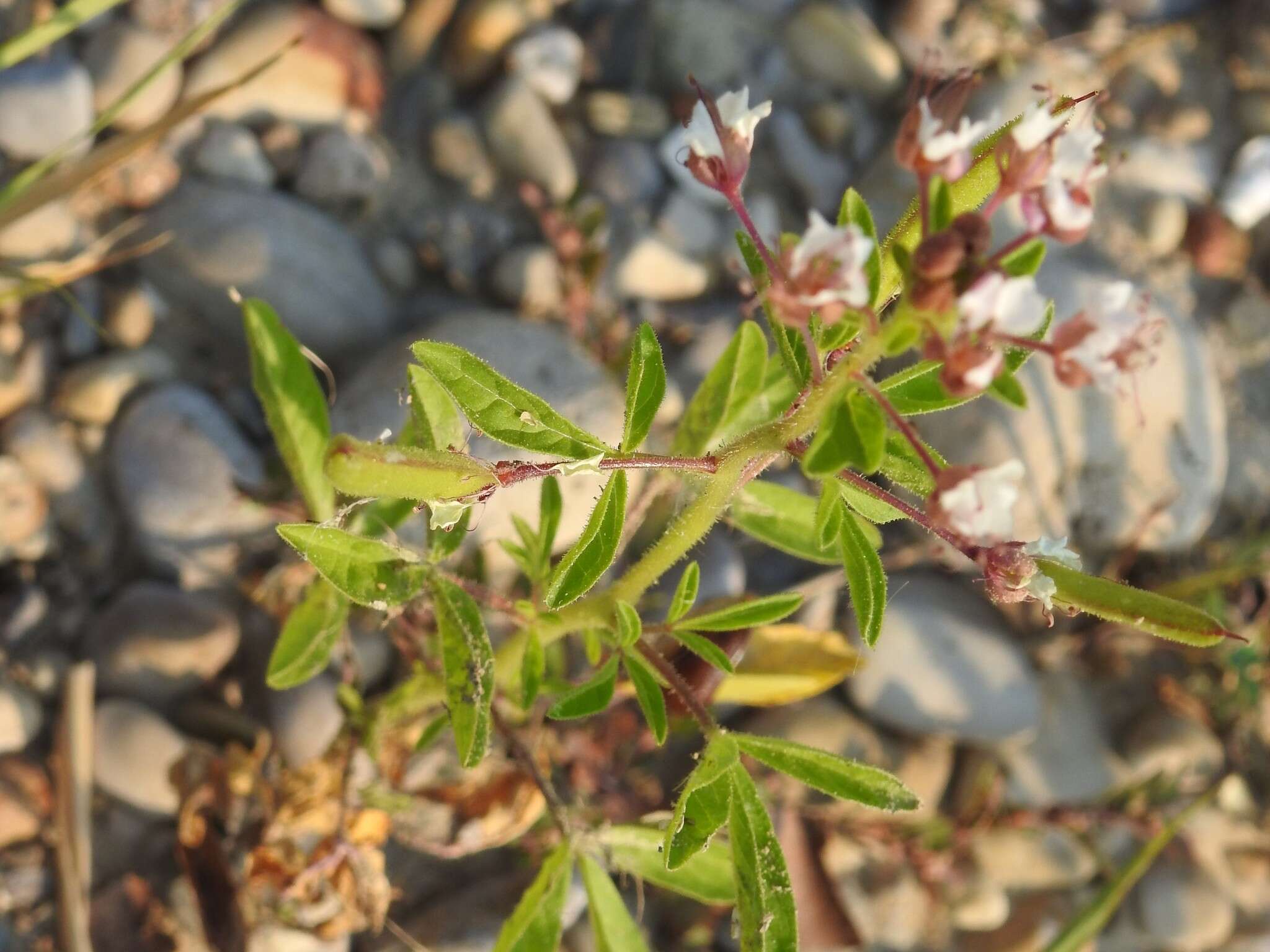 Imagem de Polanisia dodecandra subsp. dodecandra