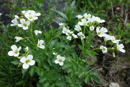 Слика од Cardamine amara L.