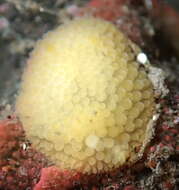 Image of Atalodoris jannae (Millen 1987)