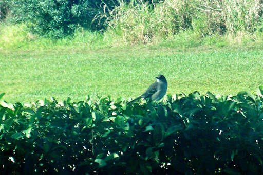 Image of Northern Mockingbird