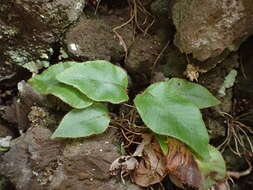 Image of Elaphoglossum hybridum (Bory) Brack.