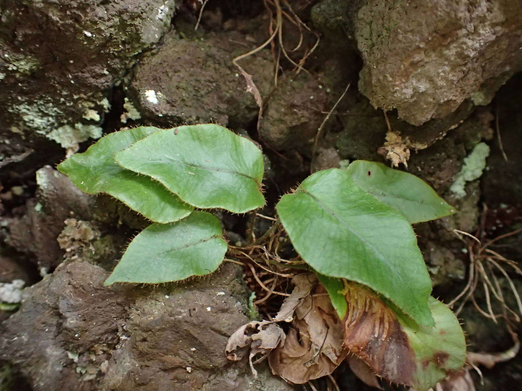 Image of Elaphoglossum hybridum (Bory) Brack.