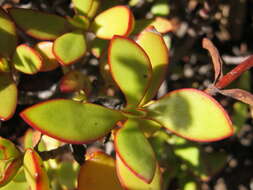 Crassula cultrata L. resmi