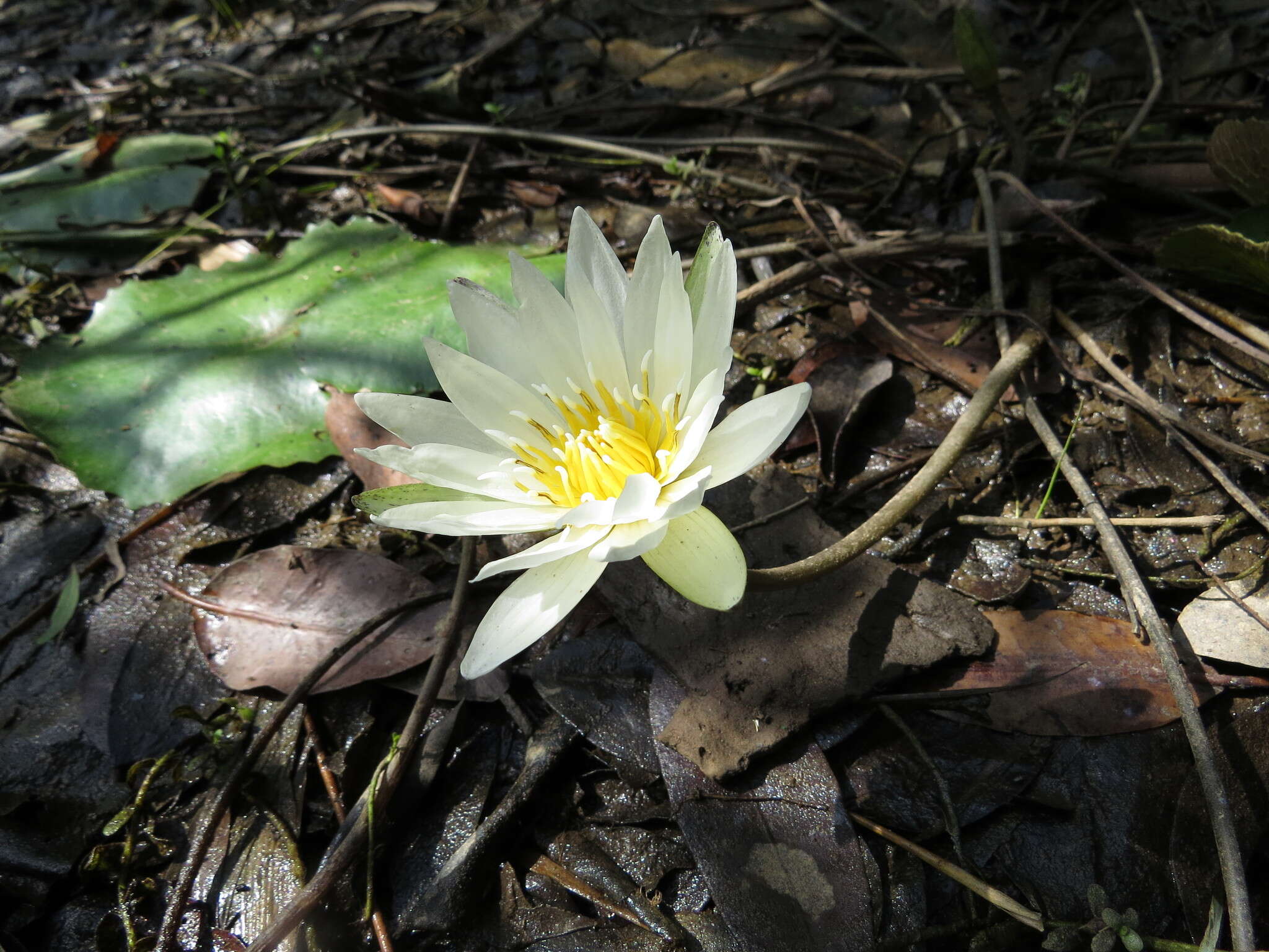 Image de Nymphaea ampla (Salisb.) DC.