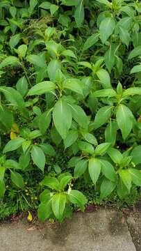 Image of Impatiens tinctoria A. Rich.