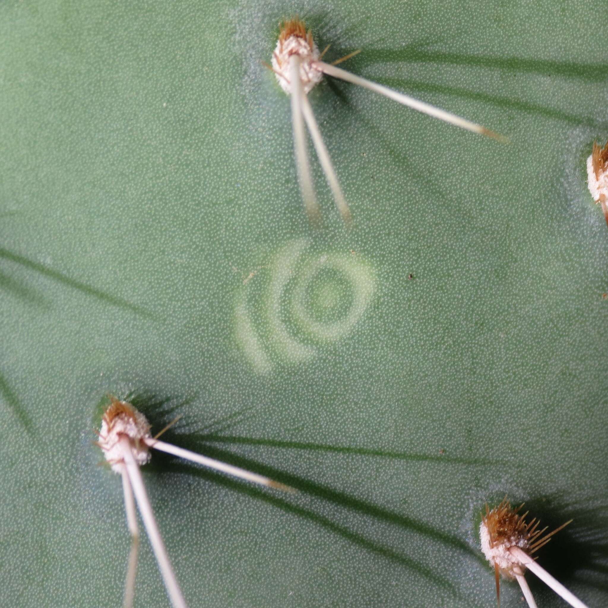 Plancia ëd Opuntia chlorotic ringspot virus