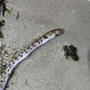Image of Mustachioed snake eel