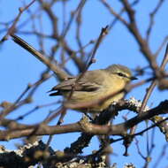 Image of Greater Wagtail-Tyrant