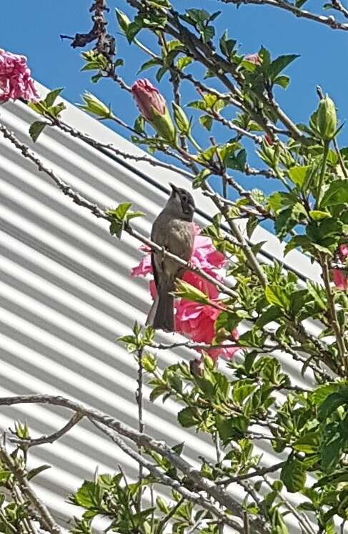 Image of Brown-headed Honeyeater