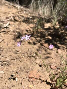 Image of Saltugilia caruifolia