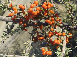 Image de Viscum rotundifolium L. fil.