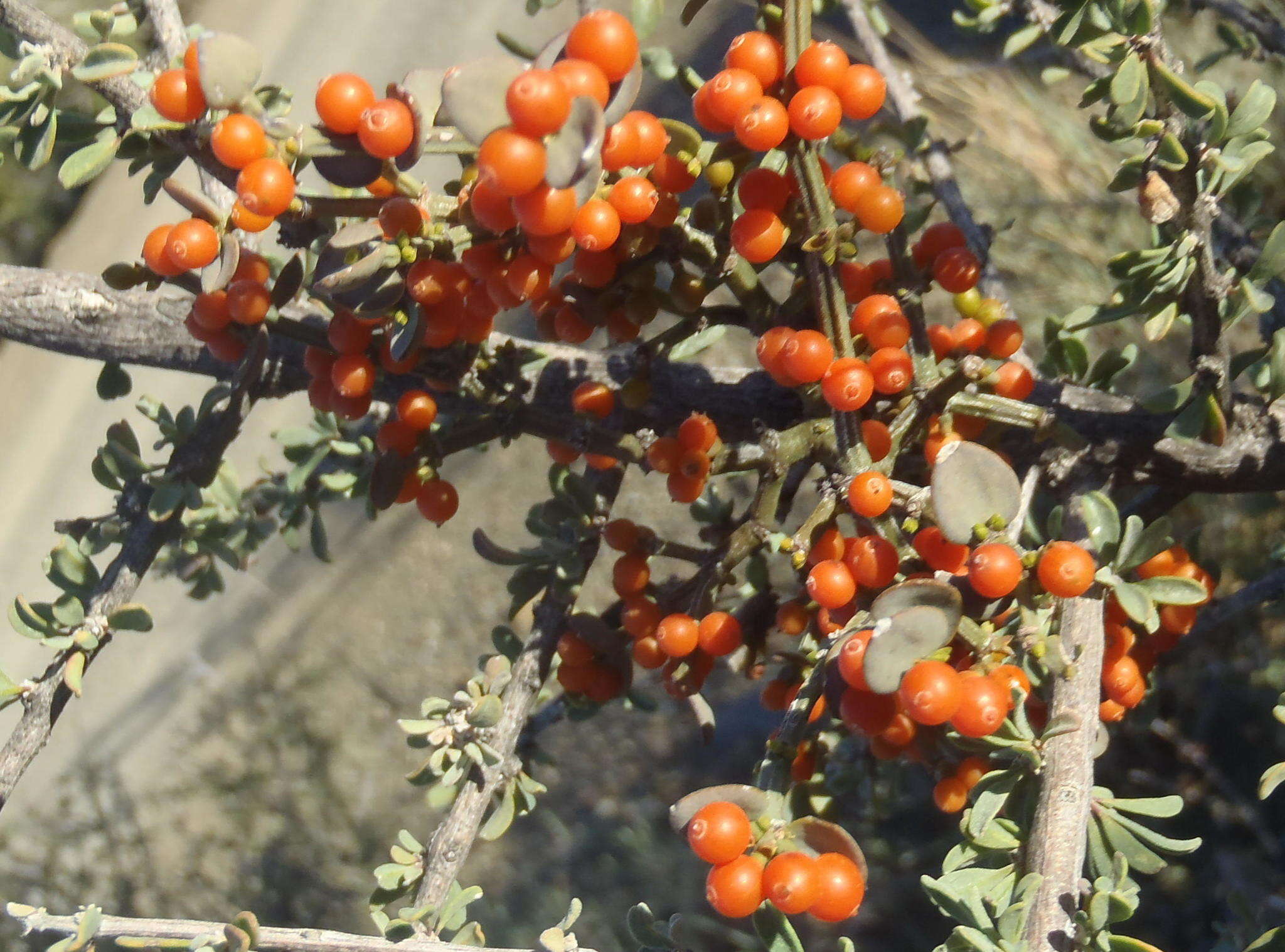 Image of Viscum rotundifolium L. fil.