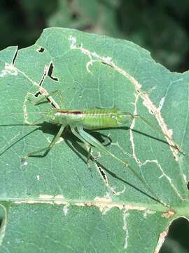 Image of Tettigoniopsis kongozanensis Kano & Kawakita 1984