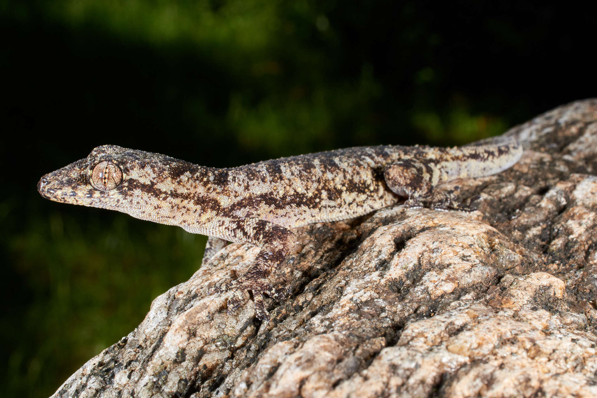 Image de Hemidactylus platycephalus Peters 1854