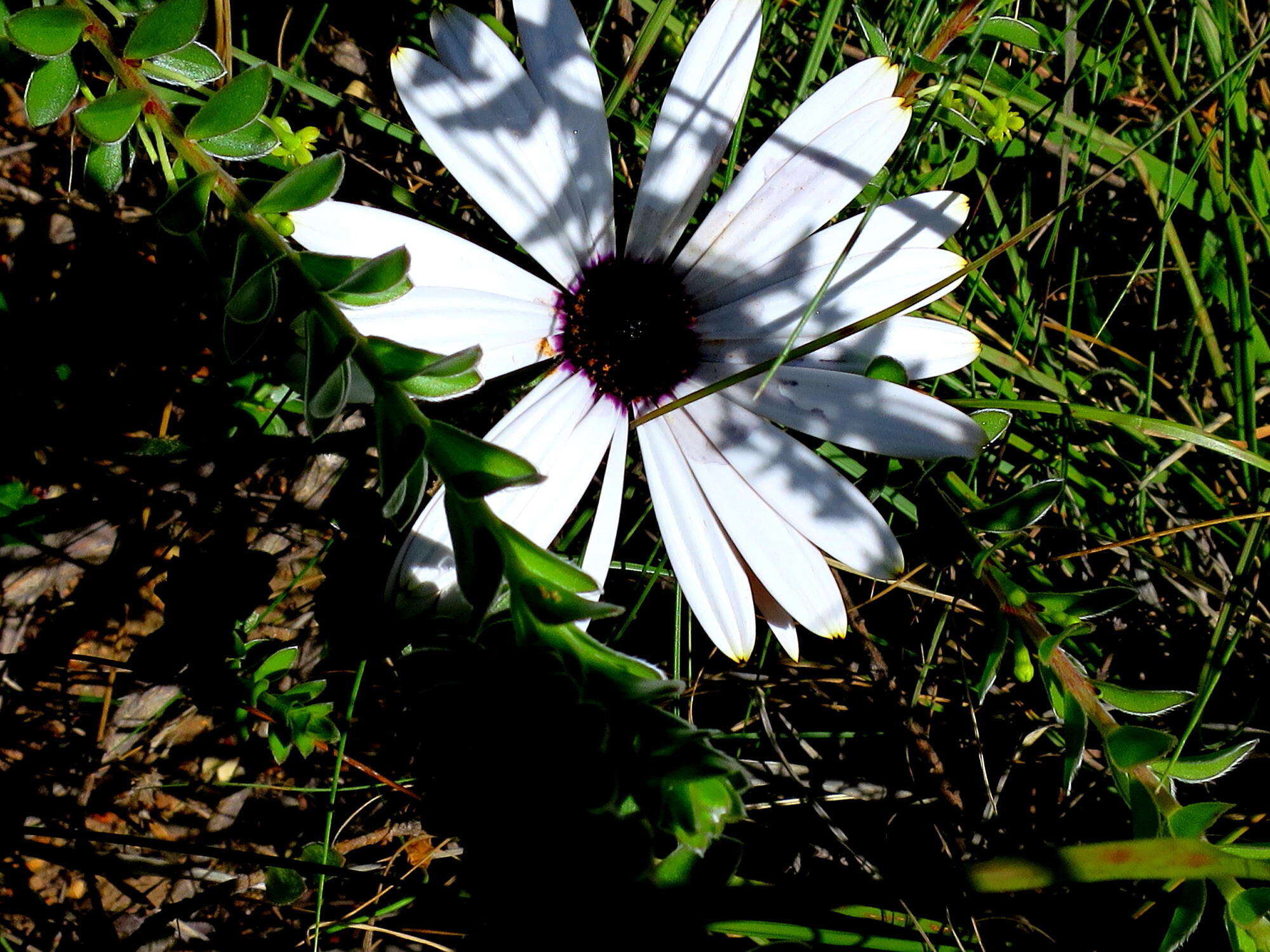 Слика од Dimorphotheca nudicaulis (L.) DC.