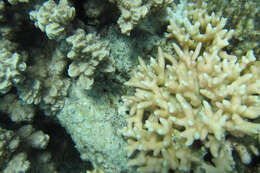 Image of bush coral