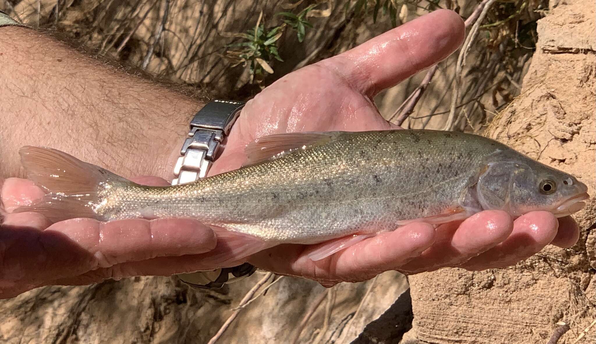 Image of Virgin River Chub