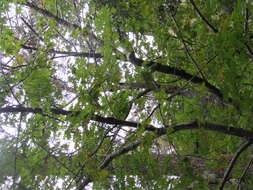 Image of bigleaf maple