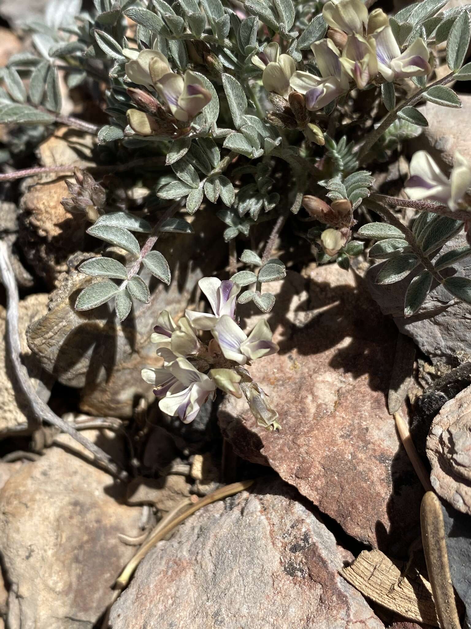 Imagem de Astragalus platytropis A. Gray