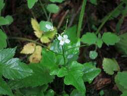 Image de Cardamine clematitis Shuttlew. ex A. Gray