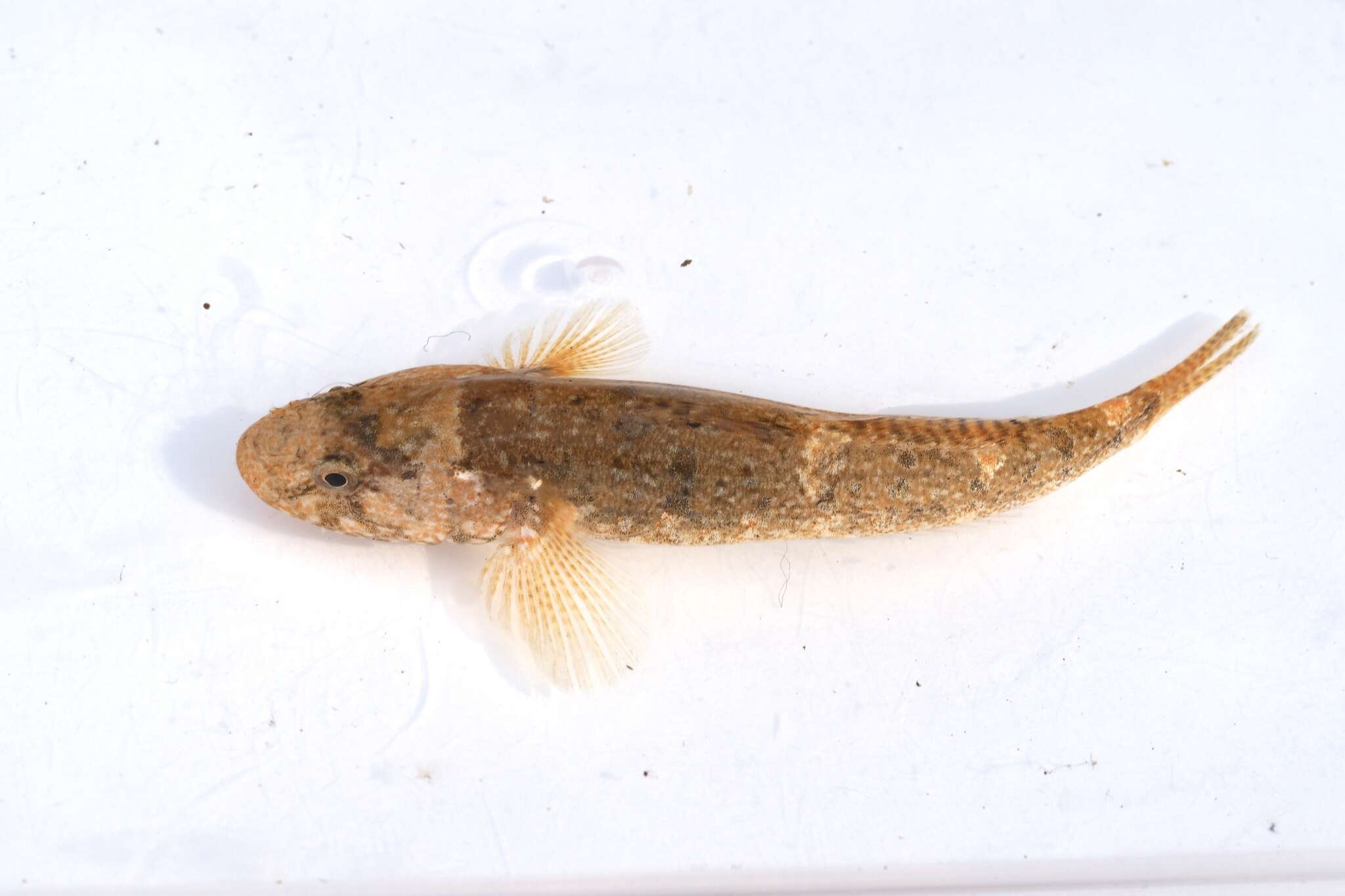 Image of Chestnut goby