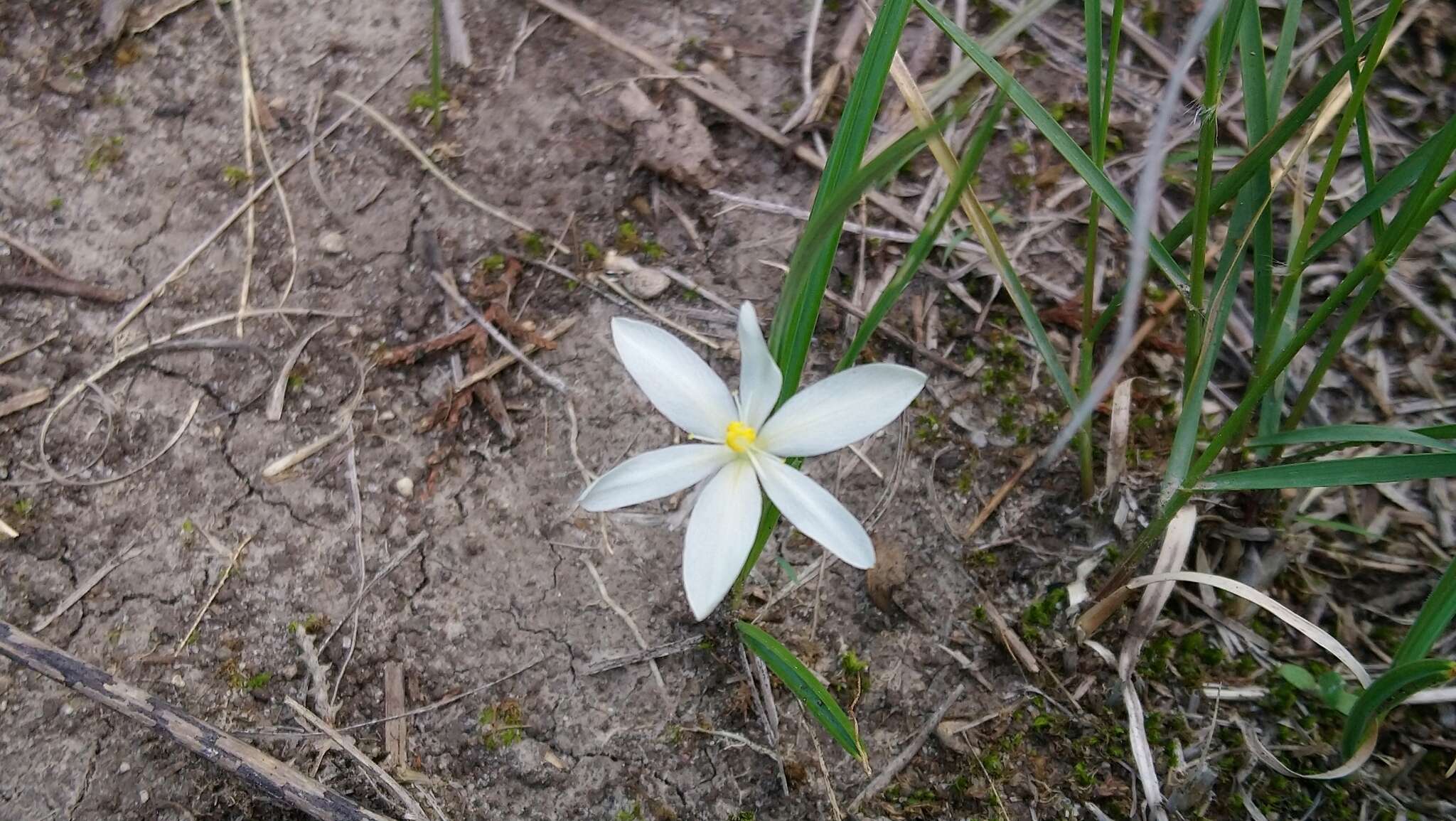 Image of southwestern pleatleaf