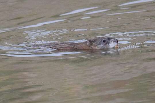 Image of muskrat