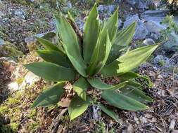 صورة Agave mitis Mart.