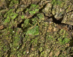 صورة Calofulcinia australis La Greca 1966