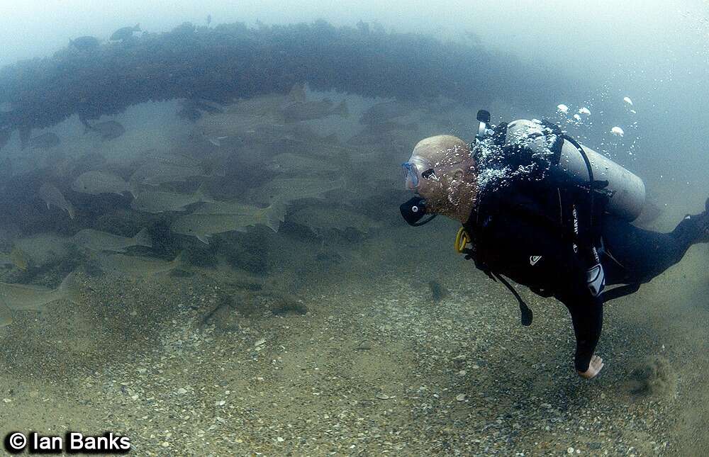 Image of Argyrosomus hololepidotus