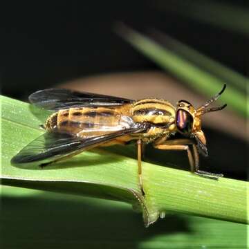 Image of Chrysops vittatus Wiedemann 1821