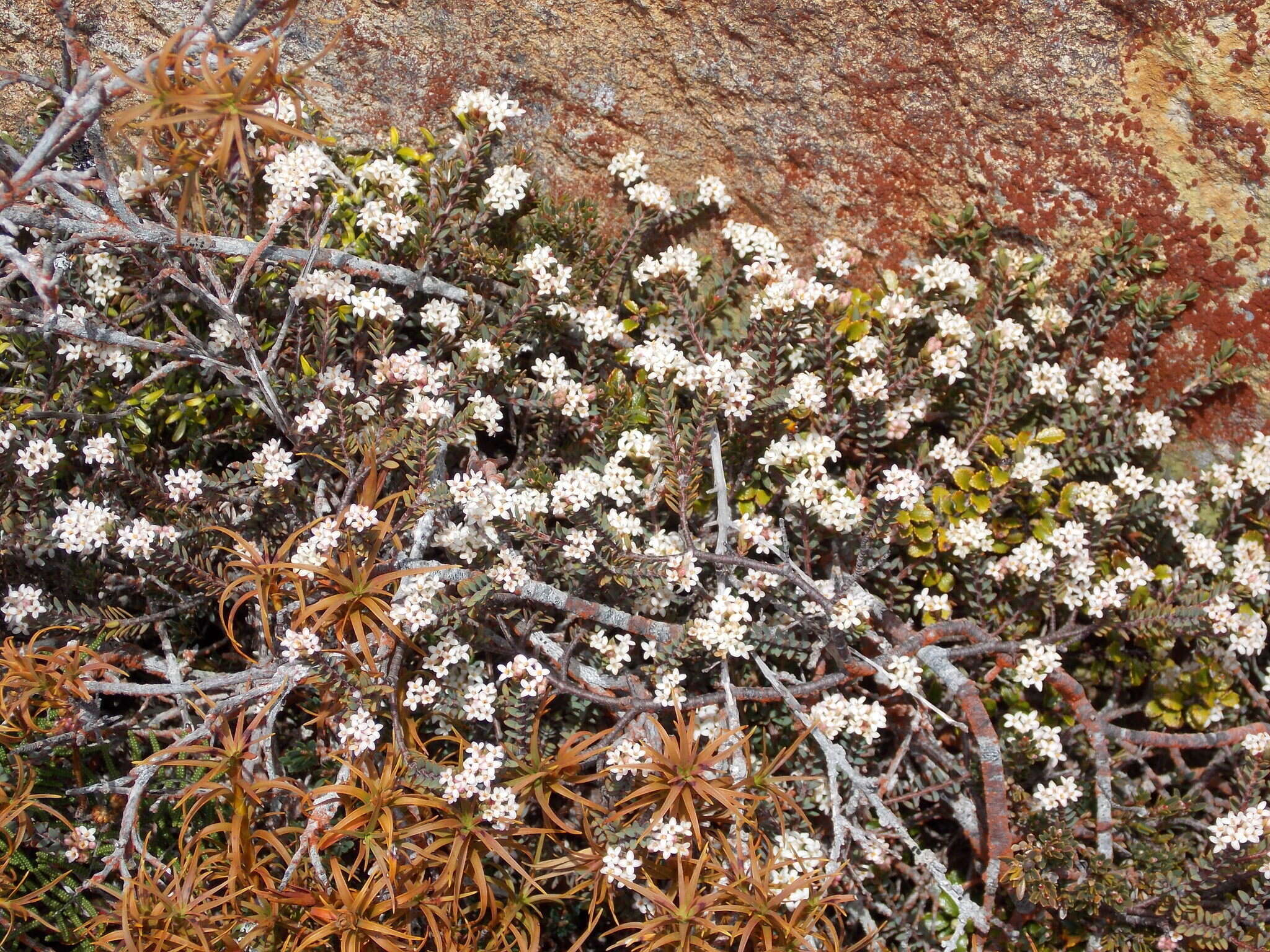 Image of Pimelea oreophila Burrows