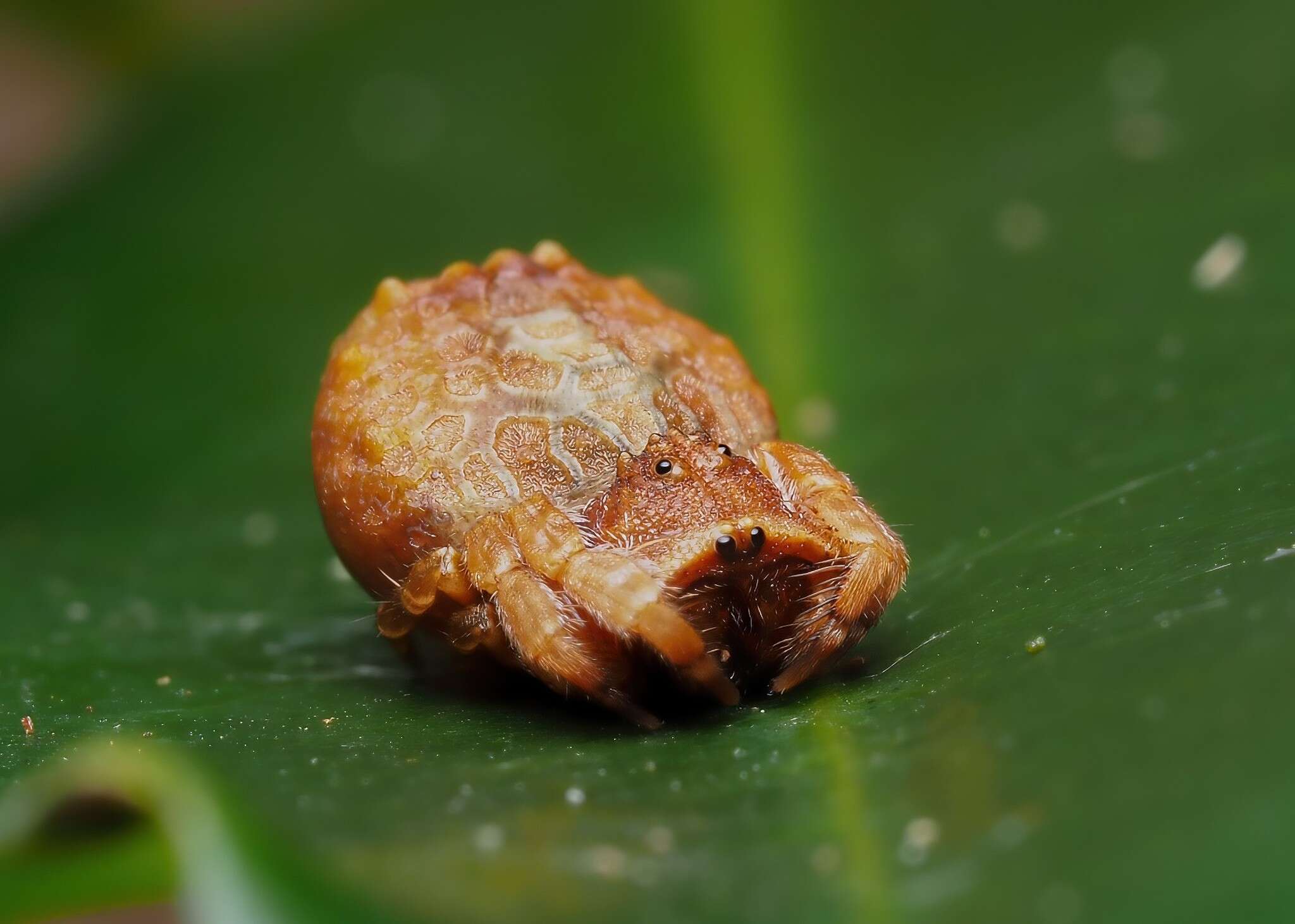 Plancia ëd Arkys tuberculatus (Balogh 1978)