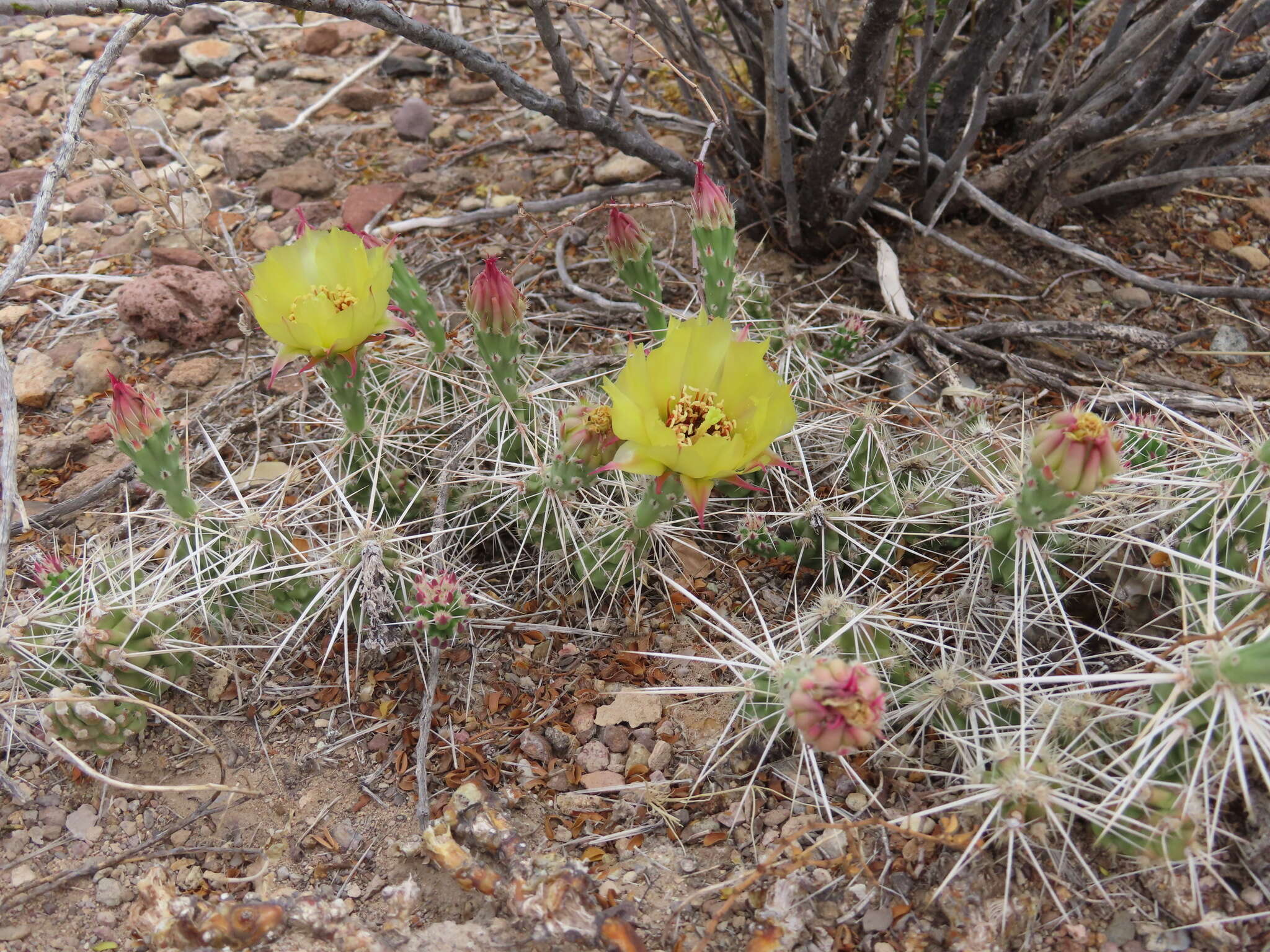 Image of Big Bend pricklypear