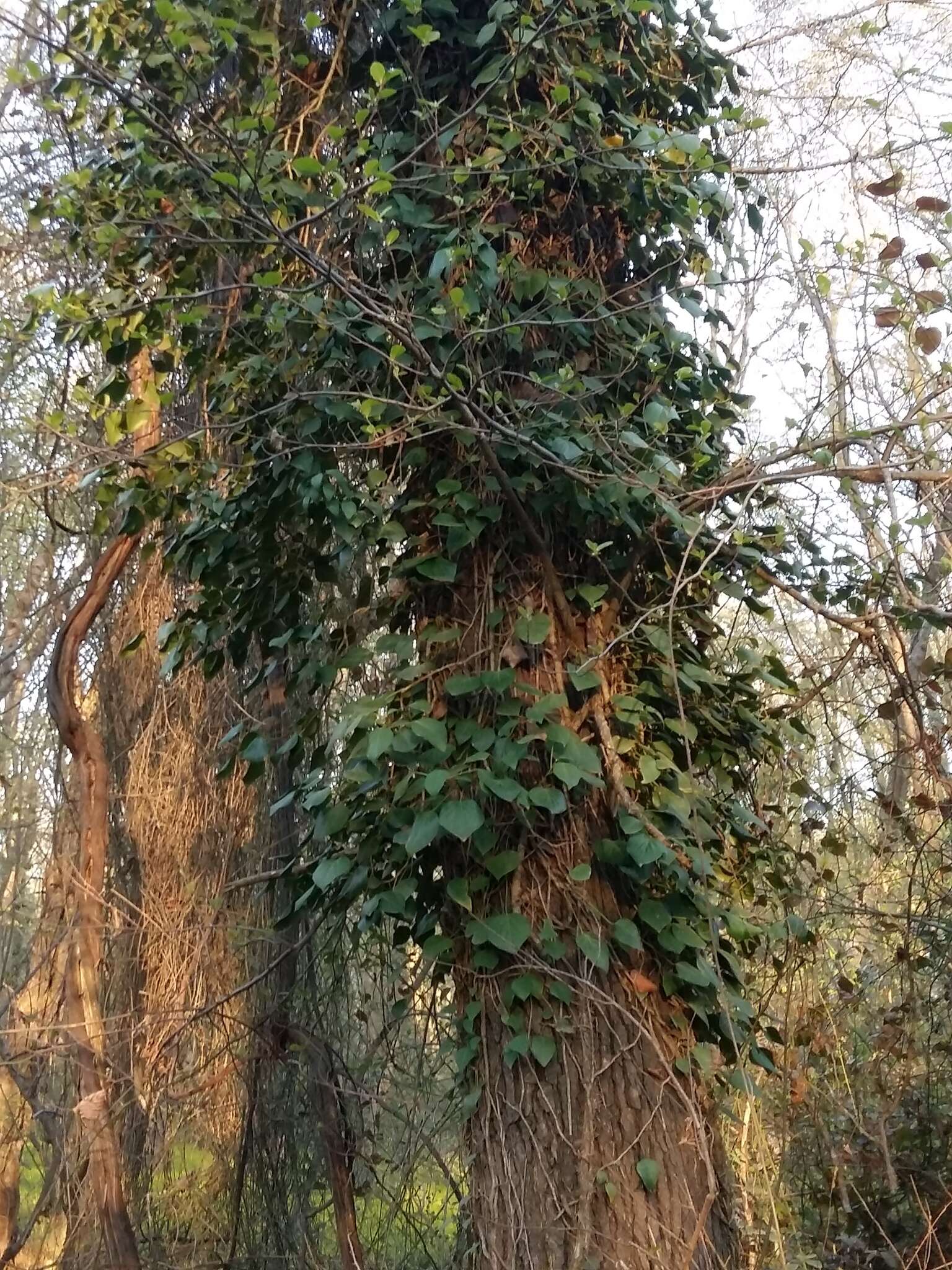 Image de Hedera pastuchovii Woronow