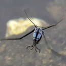 Image of Halobates hawaiiensis Usinger 1938