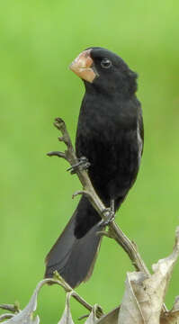 Sporophila nuttingi (Ridgway 1884) resmi