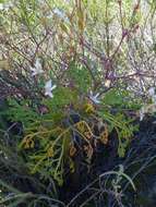 Image of Pelargonium crithmifolium J. E. Sm.