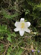 Image of Easter lily