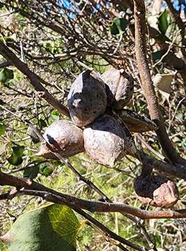 Image de Hakea petiolaris Meissn.