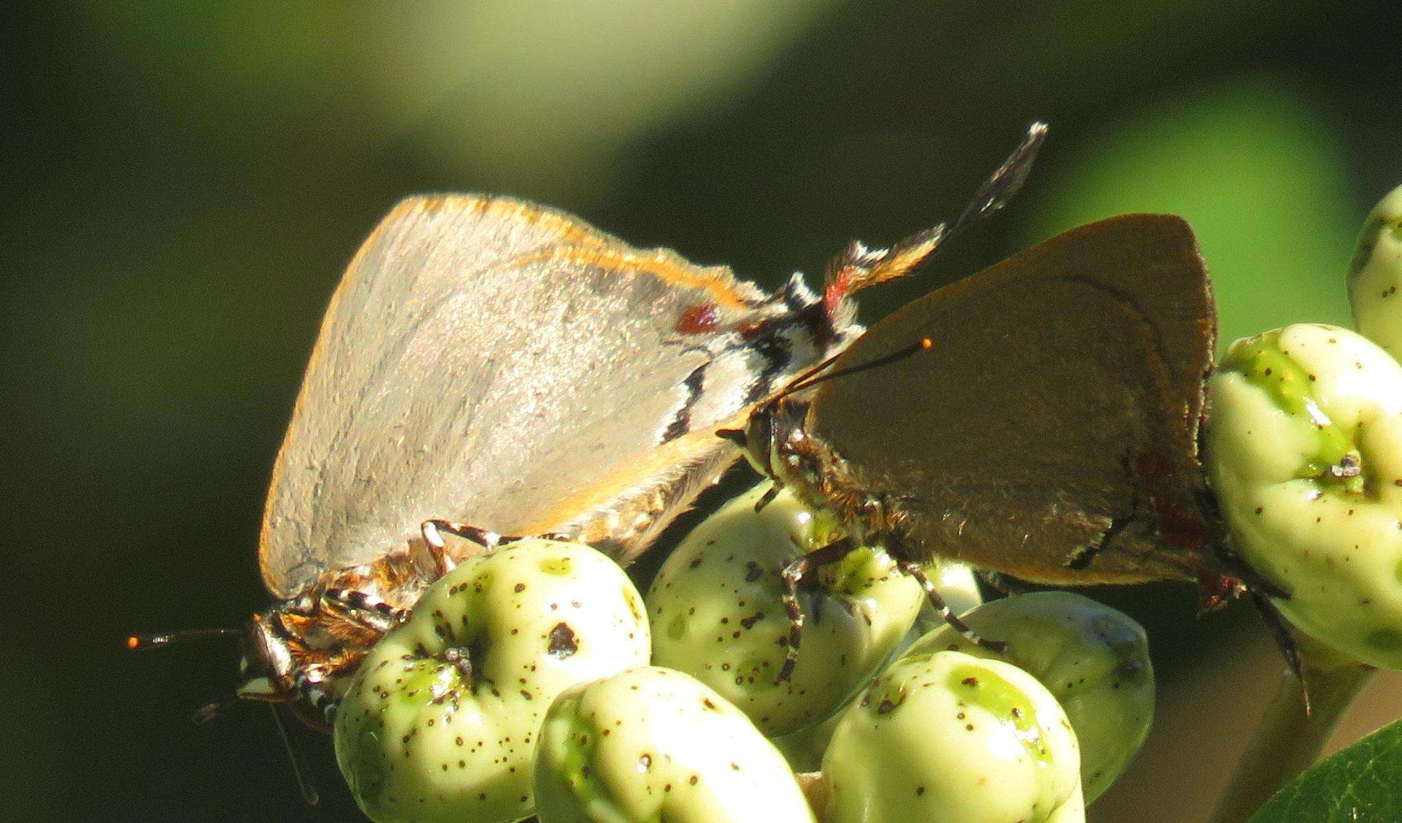 Image of <i>Myrina <i>dermaptera</i></i> dermaptera