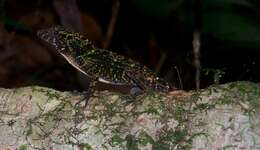 Image of Bueycito Anole