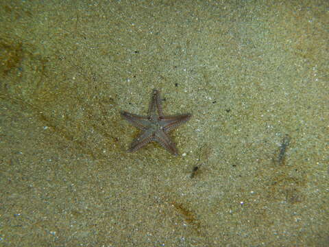 Image of Astropecten spinulosus (Philippi 1837)