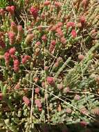 Image of Salicornia blackiana Ulbr.