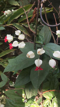 Слика од Clerodendrum thomsoniae Balf. fil.