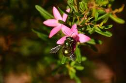 Plancia ëd Xylocopa aeratus (Smith 1851)